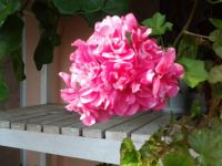 Лот: 11721864. Фото: 2. Пеларгония плющелистная Mauve... Комнатные растения и уход