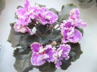 Лот: 16504829. Фото: 2. Фиалка Rosie Ruffles цветёт. Комнатные растения и уход