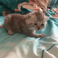 Лот: 10676427. Фото: 6. Шотландские котята (бронирование...