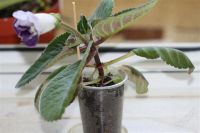 Лот: 2900623. Фото: 2. Глоксиния 45 (цветущее растение... Комнатные растения и уход