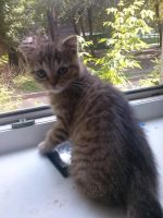 Лот: 4363422. Фото: 3. Шотландский котик. Растения и животные