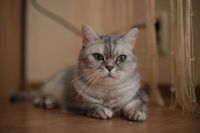 Лот: 3386884. Фото: 3. Британская кошка Nora. Растения и животные