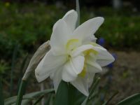 Лот: 5659804. Фото: 2. Нарцисс махровый "Уайт Лион". Семена, рассада, садовые растения
