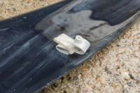 Лот: 20769478. Фото: 3. Дефлектор на капот Toyota Ist. Авто, мото, водный транспорт