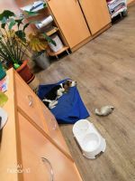 Лот: 12169737. Фото: 2. Бассет хаунд. Животные и уход