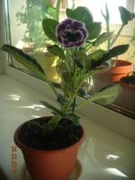 Лот: 7234962. Фото: 2. Глоксиния (цветущая) Брокаде фиолетовая. Комнатные растения и уход