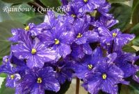 Лот: 7051718. Фото: 3. Фиалка Rainbow's Quiet Riot -... Растения и животные