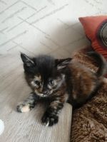 Лот: 17302338. Фото: 4. Шотландцы котята. Красноярск