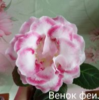 Лот: 17689389. Фото: 5. Глоксиния - лист посаженный