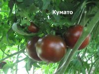 Лот: 10590642. Фото: 3. Кумато. необычные томаты. семена. Для дачи, дома, огорода, бани, парка