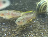 Лот: 17238196. Фото: 2. Элеотрис ковровый Tateurndina... Аквариумистика