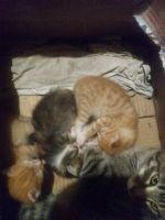 Лот: 14575416. Фото: 9. Отдам котят