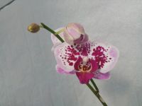 Лот: 11728935. Фото: 6. Орхидея фаленопсис