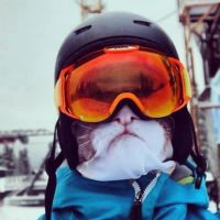 Лот: 6274193. Фото: 3. Балаклава V ARC Grumpy Cat - в... Спортивные товары
