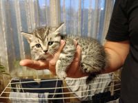 Лот: 25395333. Фото: 3. Котята. Растения и животные
