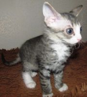 Лот: 4075726. Фото: 2. Подарю замечательных котят. Животные и уход