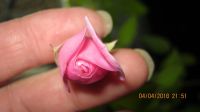 Лот: 7732158. Фото: 5. роза комнатная розовая с бутоном...