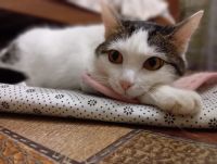 Лот: 21985732. Фото: 2. Кошка Ксюша. Животные и уход