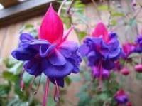 Лот: 4286296. Фото: 2. Фуксия махровая Bernadette. Комнатные растения и уход