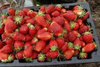 Лот: 9984766. Фото: 4. клубника Орлец. по аромату и вкусу... Красноярск
