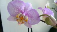 Лот: 7120285. Фото: 2. орхидея, цветущая. Комнатные растения и уход