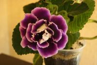 Лот: 5525550. Фото: 2. Глоксиния фиолетовая Брокаде... Комнатные растения и уход