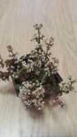 Лот: 10481824. Фото: 2. Крассула Crassula corymbulosa... Комнатные растения и уход