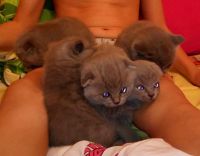 Лот: 6840604. Фото: 3. Шотладские прямоухие и вислоухие... Растения и животные