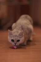 Лот: 10715130. Фото: 4. Продам британского котенка - девочка... Красноярск