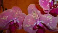 Лот: 6603761. Фото: 4. орхидея фаленопсис (Phalaenopsis... Красноярск
