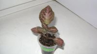 Лот: 10755726. Фото: 2. Эписция Pink Acajou (укоренённый... Комнатные растения и уход