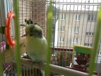 Лот: 4674499. Фото: 2. Продадим в добрые заботливые руки... Животные и уход