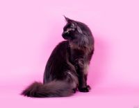 Лот: 13683737. Фото: 7. Котята Мейн Кун