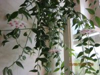 Лот: 13639426. Фото: 2. Хойя Белла. Комнатные растения и уход