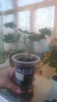 Лот: 8025416. Фото: 2. Пеларгония( герань) розебудная... Комнатные растения и уход