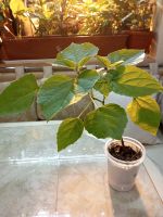 Лот: 19675902. Фото: 3. Клеродендрум Филиппинский. Растения и животные