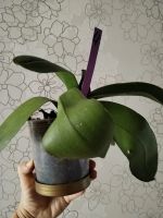 Лот: 25838117. Фото: 6. Орхидея фаленопсис отцвел