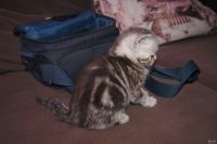 Лот: 13113539. Фото: 4. Шотландские мраморные и рыжие. Красноярск