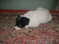 Лот: 2054504. Фото: 2. Милый щенок). Животные и уход