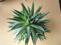 Лот: 3004412. Фото: 3. Алое остистое. Растения и животные