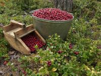 Лот: 10658523. Фото: 2. Брусника северная. ведро 10л. Продукты