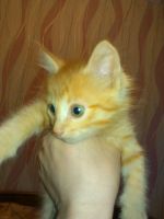 Лот: 3955310. Фото: 3. Кусочек солнышка, рыжее счастье... Растения и животные