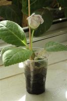 Лот: 2938573. Фото: 3. Глоксиния 24 (цветет). Растения и животные