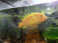 Лот: 16971743. Фото: 2. Псевдотрофеус. Аквариумистика