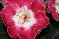 Лот: 2926355. Фото: 3. Глоксиния (срезаные листики). Растения и животные