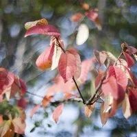 Лот: 1780455. Фото: 2. Olympus 50mm f/1.4 OM-System Zuiko... Фото, видеокамеры, оптика