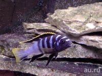 Лот: 9050633. Фото: 4. Лабидохромис "Мбамба бэй" (Labidochromis... Красноярск