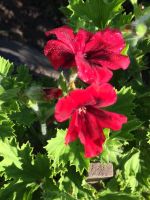 Лот: 11621528. Фото: 6. Пеларгония