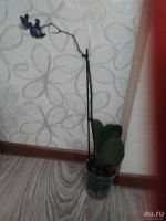 Лот: 9195040. Фото: 6. Орхидея фаленопсис F2(отцвела)