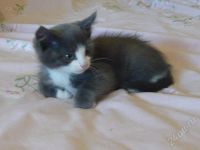 Лот: 397112. Фото: 2. Отдам котят. Животные и уход